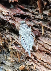 Loxilobus insidiosus