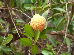 Salacia crassifolia