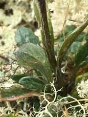 Tephroseris yukonensis