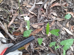 Ipomoea plebeia