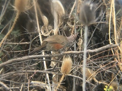 Rhinocrypta lanceolata