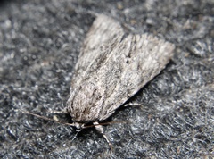 Acronicta rubricoma