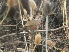 Rhinocrypta lanceolata