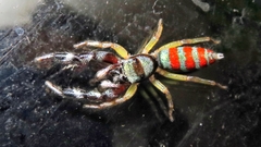 Psecas sumptuosus