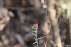Castilleja arvensis