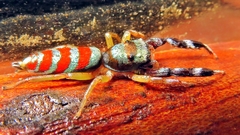 Psecas sumptuosus
