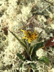 Tephroseris yukonensis