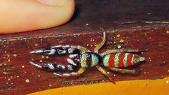 Psecas sumptuosus