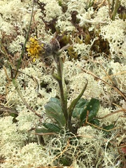 Tephroseris yukonensis