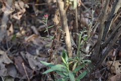 Castilleja arvensis