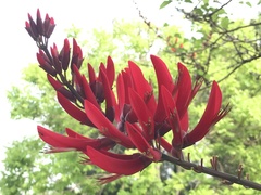 Erythrina corallodendron