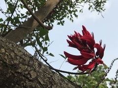 Erythrina corallodendron