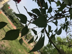 Erythrina corallodendron