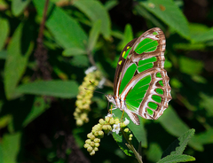 Philaethria wernickei