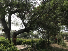 Erythrina corallodendron