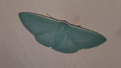 Prasinocyma ocyptera