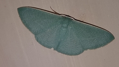 Prasinocyma ocyptera