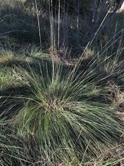 Muhlenbergia dubia