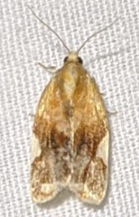 Clepsis persicana