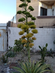 Agave desmettiana