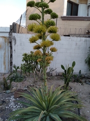 Agave desmettiana