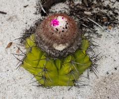 Melocactus violaceus
