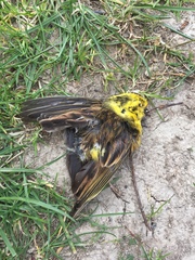 Emberiza citrinella caliginosa