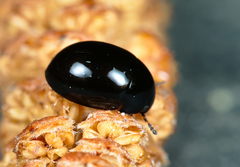 Coelostoma orbiculare