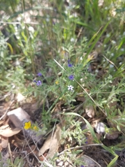 Allophyllum gilioides