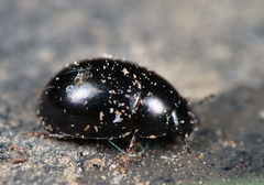 Coelostoma orbiculare