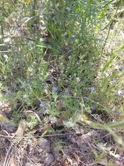 Allophyllum gilioides