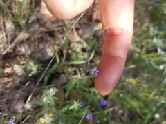 Allophyllum gilioides