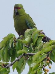 Enicognathus leptorhynchus