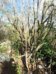 Pilosocereus gaumeri