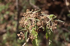 Lippia umbellata