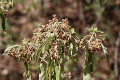 Lippia umbellata