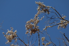 Heliocarpus terebinthinaceus