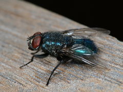 Protocalliphora