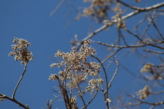 Heliocarpus terebinthinaceus