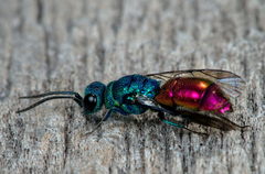 Chrysis terminata