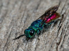Chrysis terminata