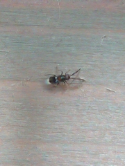 Cryptanusia aureiscutellum