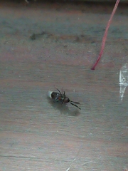 Cryptanusia aureiscutellum