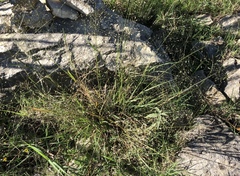 Eragrostis intermedia