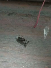 Cryptanusia aureiscutellum