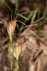 Pterostylis pedoglossa