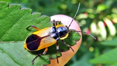 Chauliognathus cardiaspis