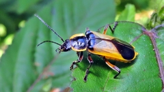 Chauliognathus cardiaspis
