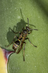 Mischocyttarus pallidipectus