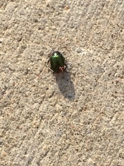 Chrysolina auripennis